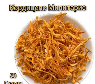 Кордицепс военный 1