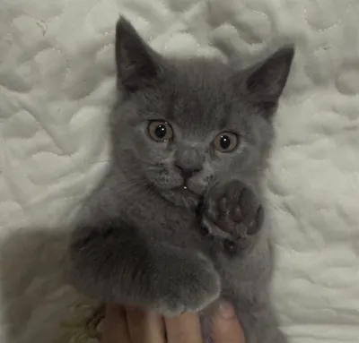 Прямоухий котёнок, 2,5 месяца 1