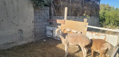 Toza avg'on quy bilan bolasi toza arashan 1