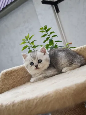 Серебристая шиншилла 140$ 2