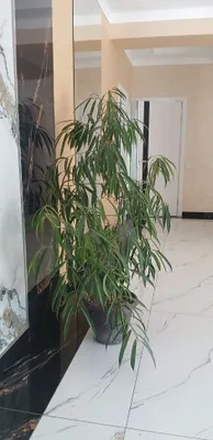 Shoshilinch fikus sotaman