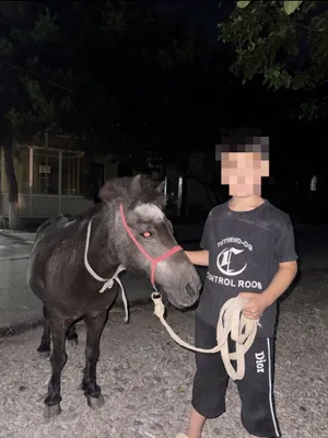 Poni Urgʻochi biya arzonga bervoraman