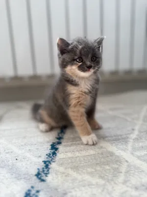 Yalangoch qora tanli ayollar peeing