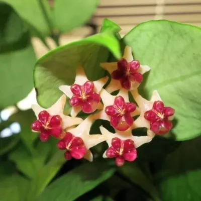 Hoya polyneura 'Vietnam' — ikkita qalamcha 1