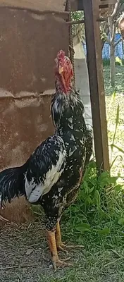Xoʻroz sotiladi 1 tullak boldi umuman urshmagan narxi kelishiladi 1
