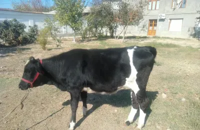 Qora mollar gunajinlar 1