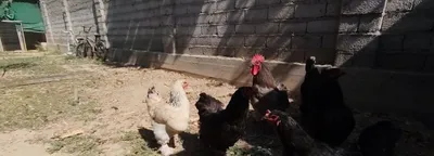 Brama tovuq Srochna sotiladi 1