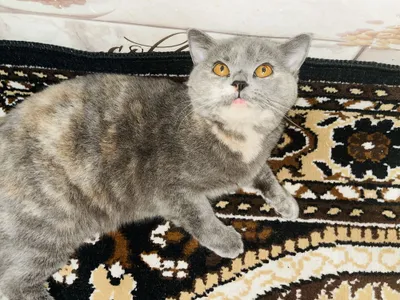Срочно продается кошка! Британская короткошерстная! 1