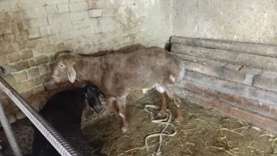 Арашан лина киргиз кучуорлар 5 дона 1ёш 1