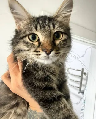 Котенок ищет маму и папу 1