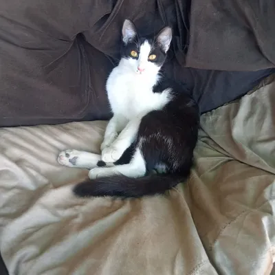 Котята бесплатно 1
