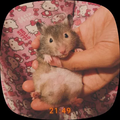 Хомяк 1
