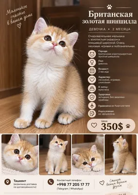 Британская золотая шиншилла