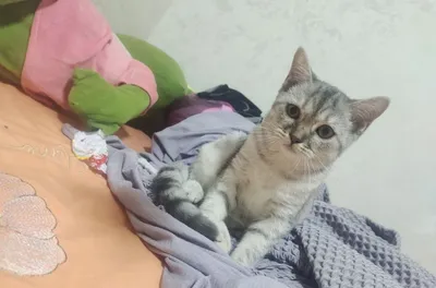 O‘g‘il mushukcha sotiladi