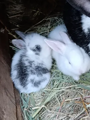 Продаются крольчата, 1 месяц 1