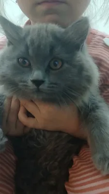 Mushuk British Longhair 1