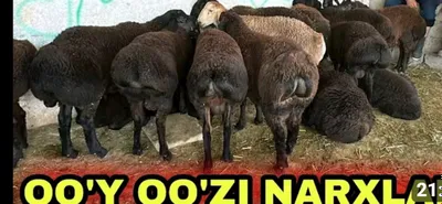 Куй куз кассоп трик сфатли 1