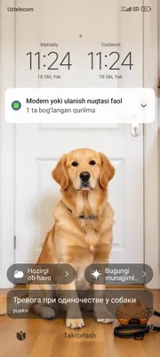 Продаётся собака