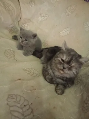 катйонка