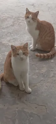 Mushukchalarni bepul, mehribon qo‘llarga beraman, o‘g‘il bolalar