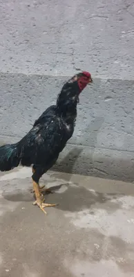 Kulangi dakan xuroz 1