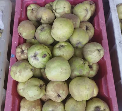 Behi sotaman 1
