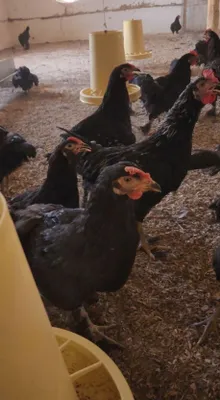 Qizlar cumni zoravonlik dan cunnilingus