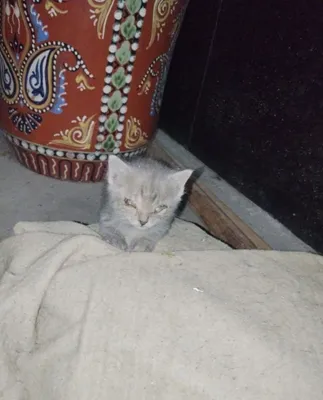 Котятам 1 октября исполнится 15 дней 1