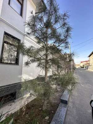 Qrim qarag‘ayi sotiladi, 3 dona, balandligi 4,5–5 metr 1
