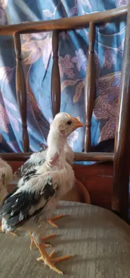 Продаются цыплята породы Шалпан 1