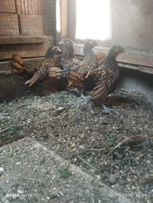 Декоративные японские 1