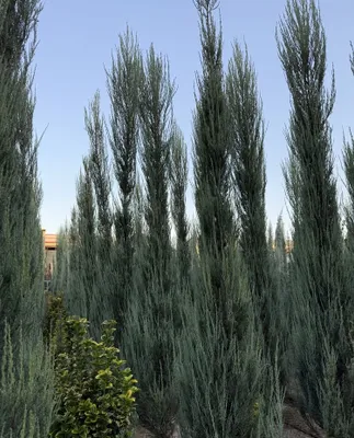 Skayroket archalari sotiladi Dekorativ archar sovuqqa chidamli 1