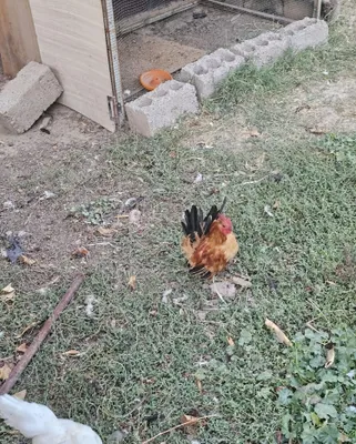Shabo zotli xoʻroz sotiladi. 1