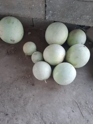 Abu jail taruzlari sotuvda 1