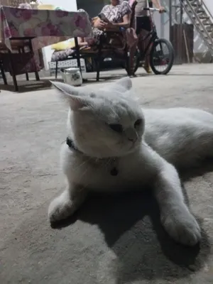 Шотландская прямоухая кошка