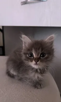 Продаётся котёнок 1