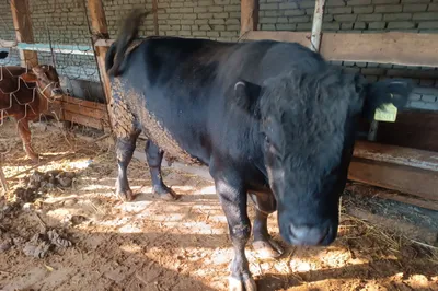 Buqa mol 700 kilochqsa kerag 2 yoshda