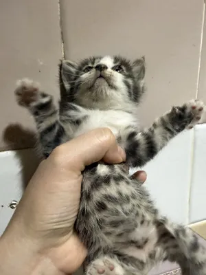 Kichkintoy yangi uy izlamoqda 1