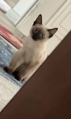 Сиамская кошка продаётся 1