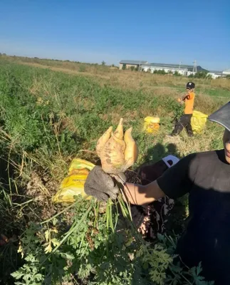 Продаётся говядина, цена от 1200