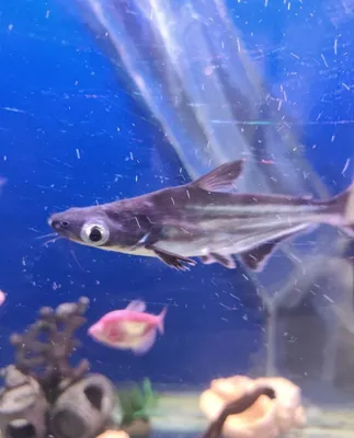 Akvarium bilan birga baliqlar sotiladi. 1
