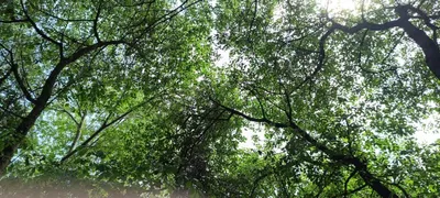 Продаётся участок, Участка сотилади