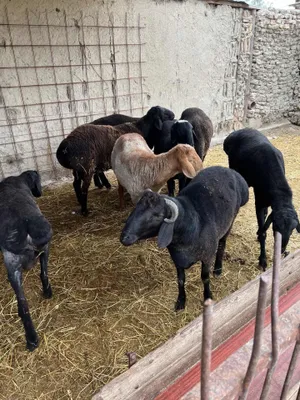 Продаются бараны 1