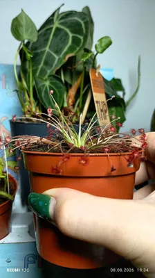 Drosera paradoxa (Gollandiya) 1