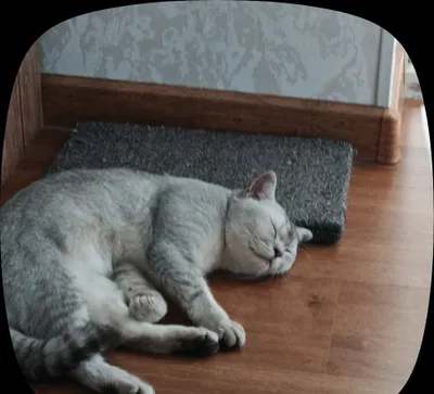Продаётся кошка 1