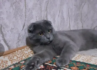Scottish Fold zotdor mushugi sotiladi 1