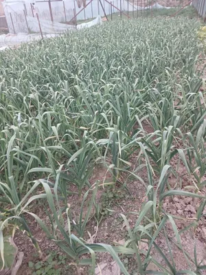 Чеснок 1