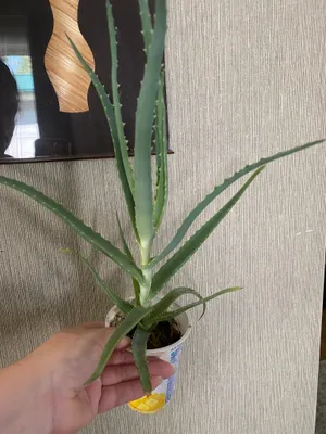 Dorivor aloe sotiladi