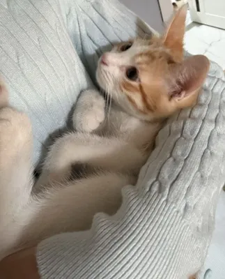 Котята 3 месячные красивые 1