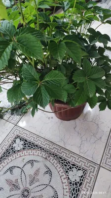 Девичий виноградик кучати, саженцы kuchati 1